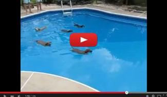 Dachshund-Water-Race