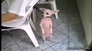 Is This Chihuahua Mexican..Or Cuban- LOL - YouTube 2015-09-01 10-41-16